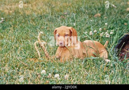 Vizsla puppy dans l'herbe à l'extérieur mastiquer sur le bâton Banque D'Images