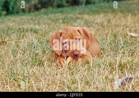 Vizsla puppy dans l'herbe à l'extérieur mastiquer sur le bâton Banque D'Images