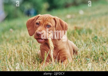 Vizsla puppy dans l'herbe à l'extérieur mastiquer sur le bâton Banque D'Images