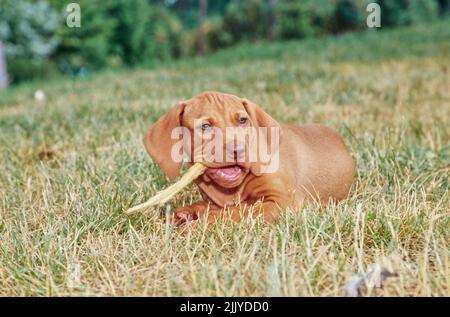 Vizsla puppy dans l'herbe à l'extérieur mastiquer sur le bâton Banque D'Images