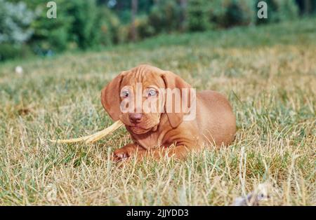 Vizsla puppy dans l'herbe à l'extérieur mastiquer sur le bâton Banque D'Images