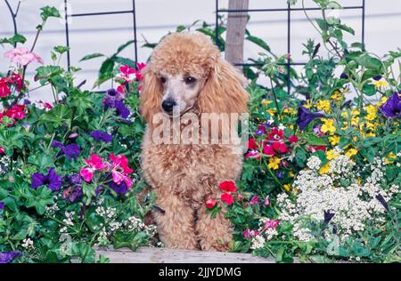 Jouet Poodle assis dans un lit de fleur à l'extérieur Banque D'Images