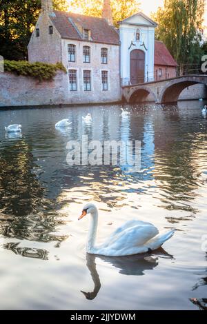 Simple cygne flottant sur les eaux du canal de Bruges avec pont, Belgique Banque D'Images