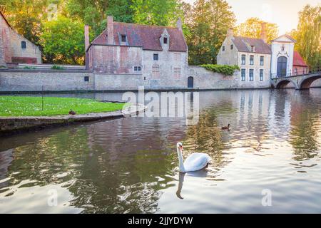 Simple cygne flottant sur les eaux du canal de Bruges avec pont, Belgique Banque D'Images