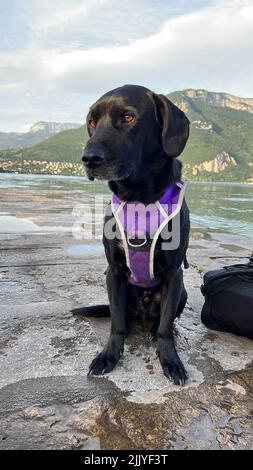 Le chien s'assèche sur une jetée au coucher du soleil après s'être rafraîchi dans le lac. Banque D'Images