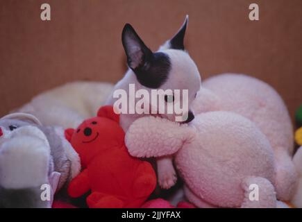 Chien Chihuahua jouant avec des jouets animaux en peluche Banque D'Images