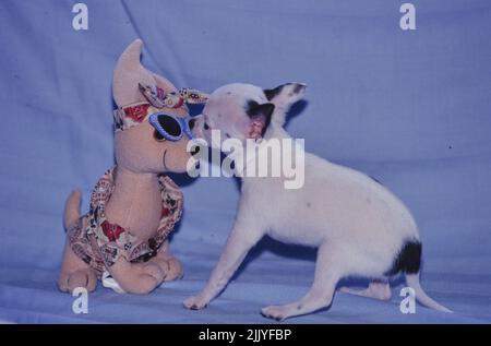 Chien Chihuahua jouant avec jouet animal bourré sur fond bleu Banque D'Images