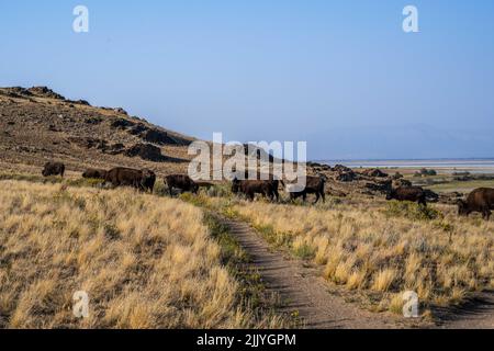 Bison d'Amérique dans le domaine de l'Antelope Island State Park, Utah Banque D'Images
