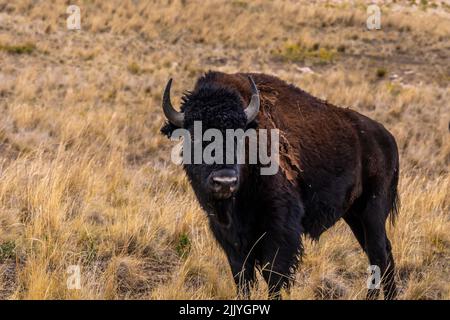 Bison d'Amérique dans le domaine de l'Antelope Island State Park, Utah Banque D'Images