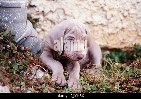 Chiot Weimaraner à l'extérieur, mastiquer sur un petit bâton Banque D'Images