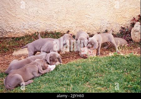 Les chiots Weimaraner dehors à côté de mur de pierre à l'extérieur mastiquer sur la serviette et la balle Banque D'Images
