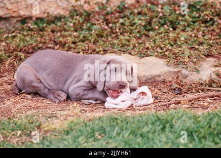 Chiot Weimaraner à l'extérieur, mâchant sur une serviette Banque D'Images