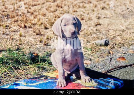 Chiot Weimaraner assis sur un kickboard Banque D'Images