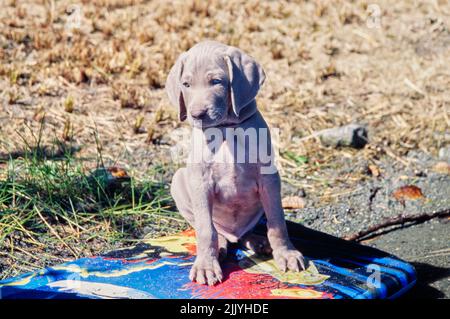 Chiot Weimaraner assis sur un kickboard Banque D'Images