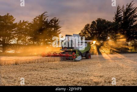 Ballinacurra, Cork, Irlande. 28th juillet 2022. L'entrepreneur Michael Holland récolte du blé d'hiver en fin de soirée sur la ferme d'Alan Navratil à Ballinacurra, Co. Cork, Irlande. - Crédit; David Creedon / Alamy Live News Banque D'Images
