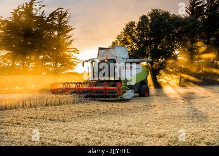 Ballinacurra, Cork, Irlande. 28th juillet 2022. L'entrepreneur Michael Holland récolte du blé d'hiver en fin de soirée sur la ferme d'Alan Navratil à Ballinacurra, Co. Cork, Irlande. - Crédit; David Creedon / Alamy Live News Banque D'Images