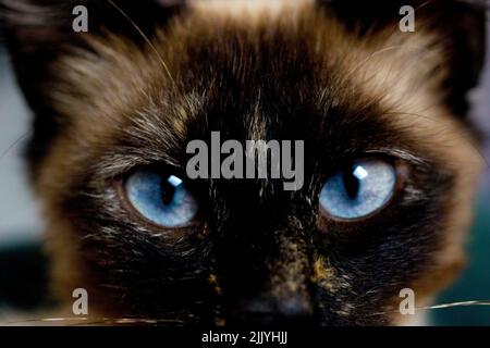 Portrait d'un chat siamois aux yeux bleus regardant l'appareil photo Banque D'Images