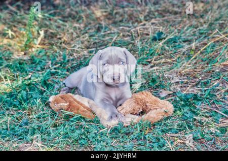 Weimaraner se coucher à l'extérieur avec le jouet Banque D'Images