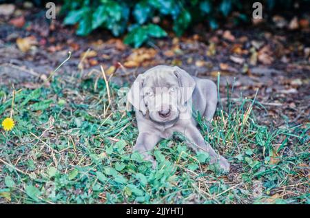 Weimaraner s'allonger à l'extérieur Banque D'Images