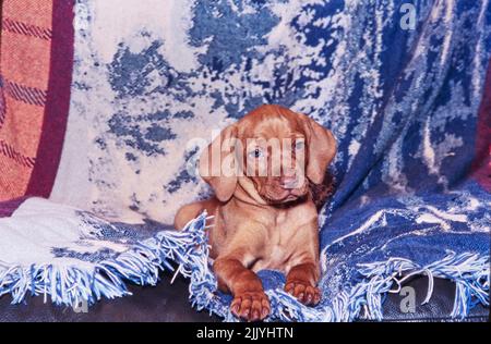 Vizsla chiot posé sur un canapé en cuir sur des couvertures Banque D'Images