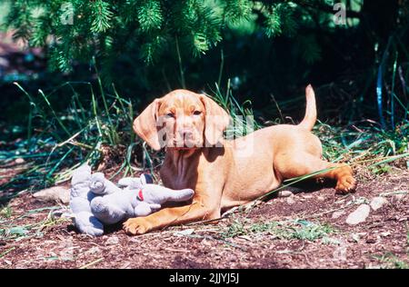 Vizsla puppy à l'extérieur avec jouet animal bourré Banque D'Images