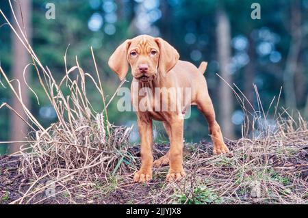 Viza chiot debout à l'extérieur sur une petite colline devant les arbres Banque D'Images