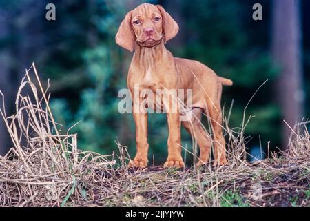 Viza chiot debout à l'extérieur sur une petite colline devant les arbres Banque D'Images