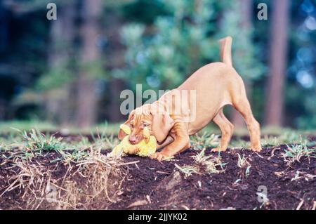 Viza chiot debout à l'extérieur sur une petite colline devant des arbres mâchant le jouet animal bourré Banque D'Images