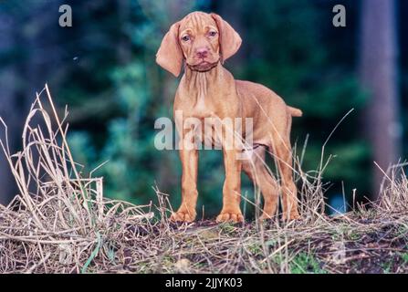 Viza chiot debout à l'extérieur sur une petite colline devant les arbres Banque D'Images