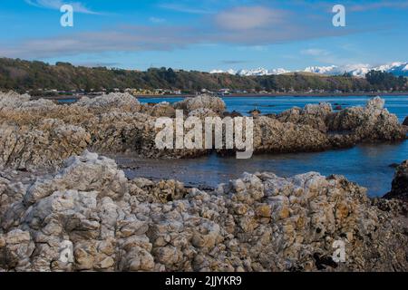 Un regard sur la vie en Nouvelle-Zélande : la côte sauvage de Kaikoura, Nouvelle-Zélande Banque D'Images
