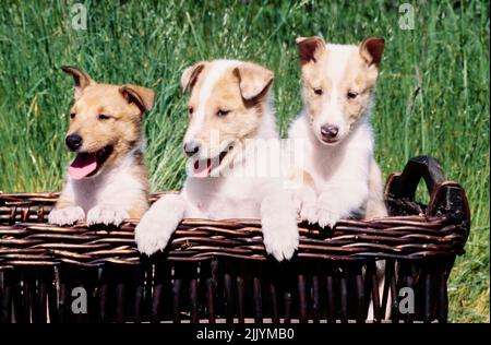 Trois chiots collie assis dans un panier en osier Banque D'Images