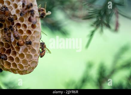 Ruche d'abeille en cours de construction sur une branche d'arbre dans la nature. Banque D'Images