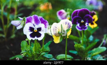 fleurs de pansy, variété de pansies dans le lit de jardin à proximité Banque D'Images
