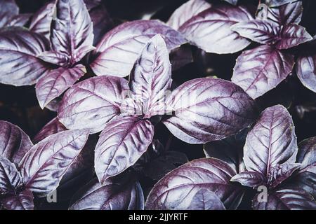 Basilic violet cultivé dans un potager à la ferme biologique, texture des plantes de basilic opale foncé Banque D'Images