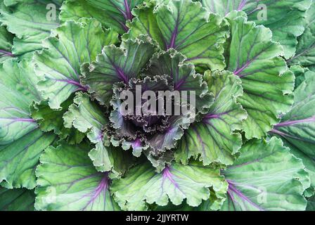 Chou ornemental, plante de Kale dans le jardin Banque D'Images