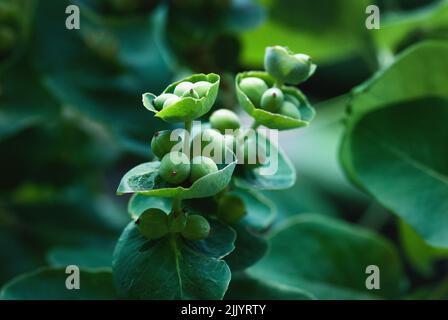 lonicera caprifolium baies, feuille de chèvre miel fruits verts de chèvrefeuille de gros plan Banque D'Images