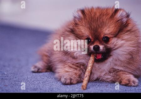 Un chien de Poméranie mâchant un bâton sur un sol recouvert de moquette Banque D'Images