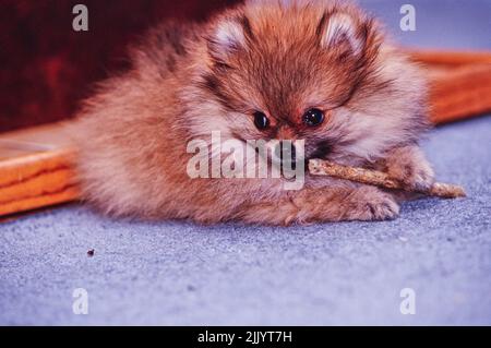 Un chien de Poméranie mâchant un bâton sur un sol recouvert de moquette Banque D'Images
