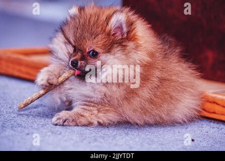 Un chien de Poméranie mâchant un bâton sur un sol recouvert de moquette Banque D'Images