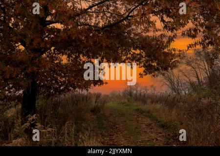 Un chemin traverse un paysage boisé de l'Iowa en passant par un arbre avec des feuilles brunes à l'automne dans une image composite. Banque D'Images