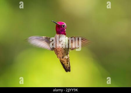 Un Hummingbird (Calypte anna) d'Anna est un homme qui vole en plein air. Banque D'Images