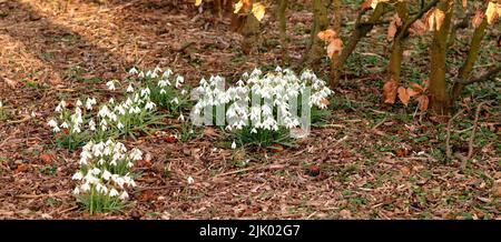 Gros plan, fleurs d'hiver blanches et fraîches qui poussent dans une forêt d'automne sèche, un jardin d'intérieur ou une arrière-cour. Texture et détail des plantes de la neige commune Banque D'Images