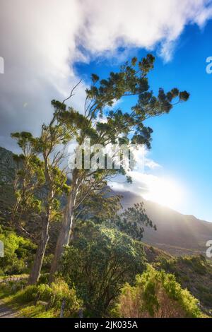 Arbres verts, plantes et herbe de montagne dans un parc naturel ou une forêt éloignée avec ciel bleu et nuages. Vue sur le paysage de gommes sauvages ou de bois d'eucalyptus dans un Banque D'Images