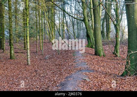 Forêt calme, vide et relaxante en automne avec des feuilles brunes couvrant le sol et des arbres poussant dans le paysage de la nature. Sentier dans mystérieux, sauvage et Banque D'Images