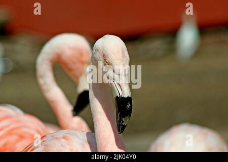 Memphis, TN 21 mai 2016 : des flamants roses pour les visiteurs. Le zoo de Memphis est situé à Memphis, Tennessee. Banque D'Images