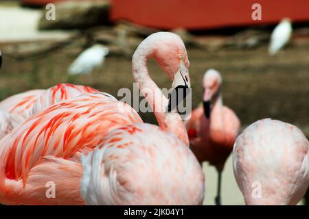 Memphis, TN 21 mai 2016 : des flamants roses pour les visiteurs. Le zoo de Memphis est situé à Memphis, Tennessee. Banque D'Images