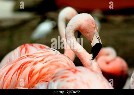 Memphis, TN 21 mai 2016 : des flamants roses pour les visiteurs. Le zoo de Memphis est situé à Memphis, Tennessee. Banque D'Images