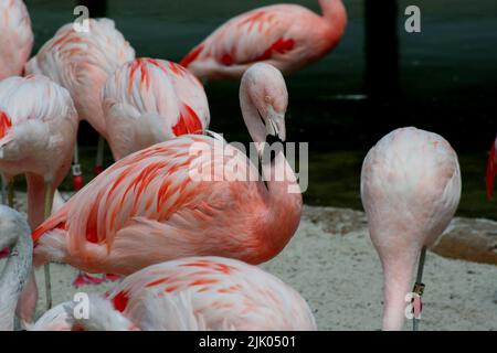 Memphis, TN 21 mai 2016 : des flamants roses pour les visiteurs. Le zoo de Memphis est situé à Memphis, Tennessee. Banque D'Images