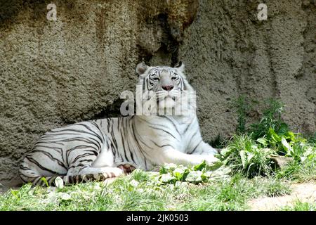 Memphis, TN 21 mai 2016 : un tigre blanc du Bengale au zoo de Memphis en 2016. Le zoo est situé à Memphis, Tennessee. Banque D'Images