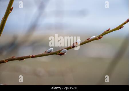 Belle branche sur l'arbre sans feuilles Banque D'Images